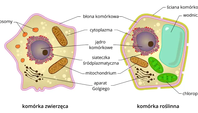 Schemat budowy komórki eukariotycznej: zwierzęcej i roślinnej, z zaznaczonymi organellami jak jądro, mitochondria, chloroplasty.