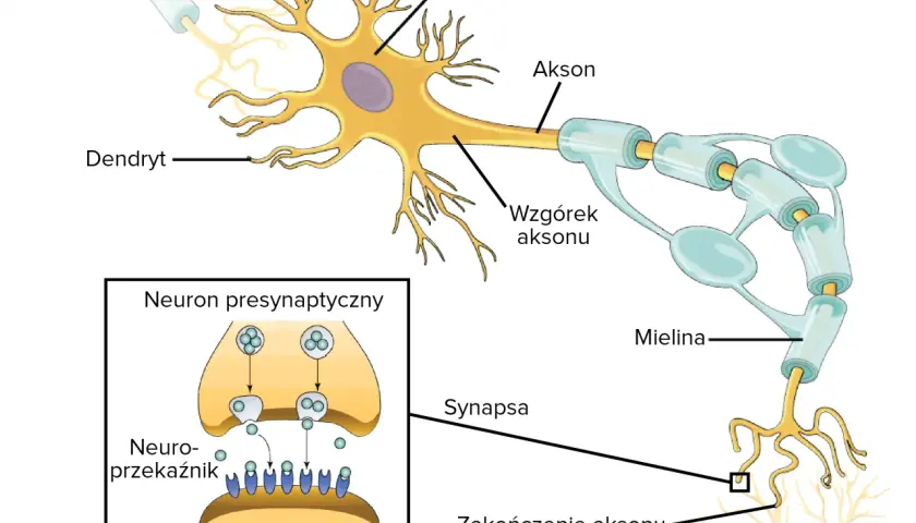 Schemat komórki nerwowej: dendryty, soma, akson z osłonką mielinową, zakończenie aksonu i synapsa.