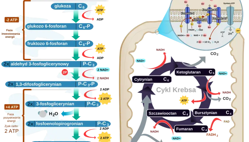 Schemat przedstawia glikolizę w cytoplazmie, cykl Krebsa i łańcuch oddechowy w mitochondriach. Glikoliza to pierwszy etap rozkładu glukozy.