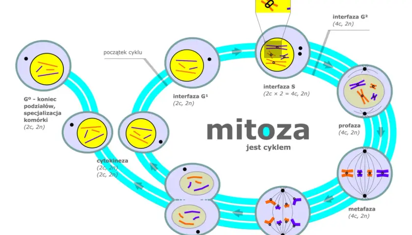 Cykl mitozy: od interfazy G1, przez S i G2, aż do profazy, metafazy, anafazy, telofazy i cytokinezy, kończąc na G0.