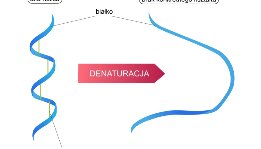 Schemat przedstawia denaturację DNA: podwójna helisa rozplata się, tworząc pojedyncze nici.