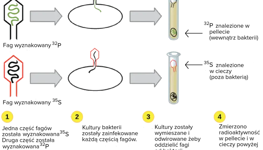 Eksperyment Hershey'ego-Chase'a: replikacja dna. Fag z ${ }^{32}$P infekuje bakterie, ${ }^{35}$S pozostaje na zewnątrz.