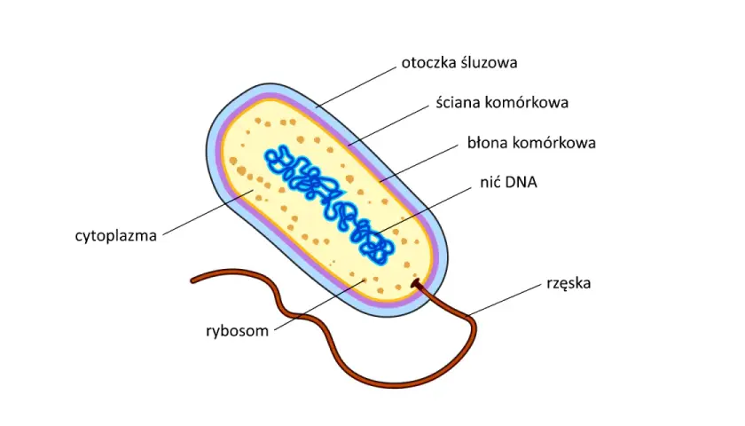 Schemat budowy bakterii: otoczka śluzowa, ściana komórkowa, błona komórkowa, nić DNA, rybosomy i rzęska. Wewnątrz znajduje się cytoplazma.