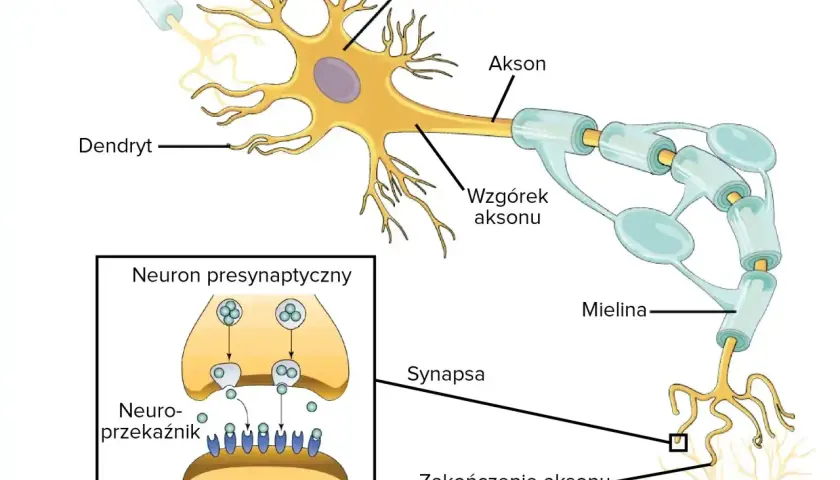 Schemat budowy neuronu: dendryty, soma, akson z osłonką mielinową, zakończenie aksonu i synapsa. Pokazuje przekazywanie sygnału.