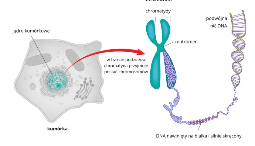 Budowa chromosomu: chromatyna w jądrze komórkowym zwija się, tworząc widoczne chromosomy, zbudowane z podwójnej nici DNA nawiniętej na białka.