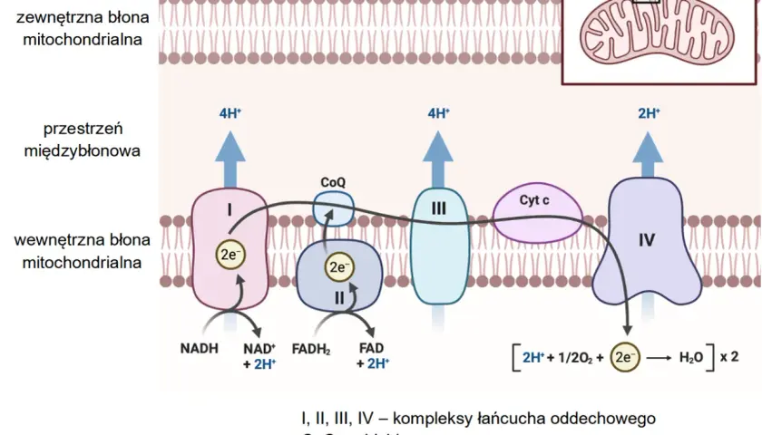 Schemat przedstawia łańcuch oddechowy w mitochondrium, kluczowy dla oddychania tlenowego. Elektrony przepływają przez kompleksy I-IV, pompując protony i tworząc wodę.