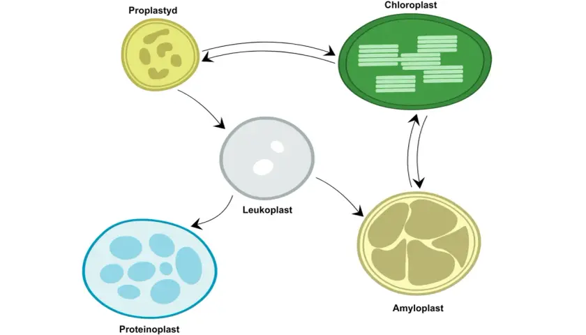 Cykl rozwojowy plastydów: proplastyd, leukoplast, amyloplast, chloroplast i proteinoplast.