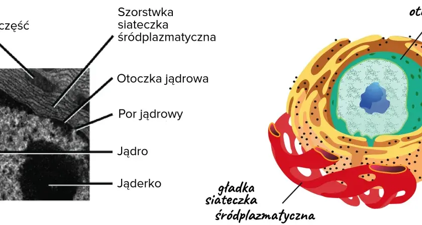Szorstka siateczka śródplazmatyczna z rybosomami otacza jądro komórkowe, obok mitochondrium.