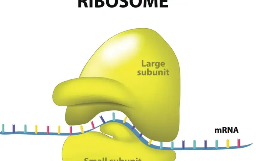Rybosomy - Jak działają i dlaczego są kluczowe dla życia?