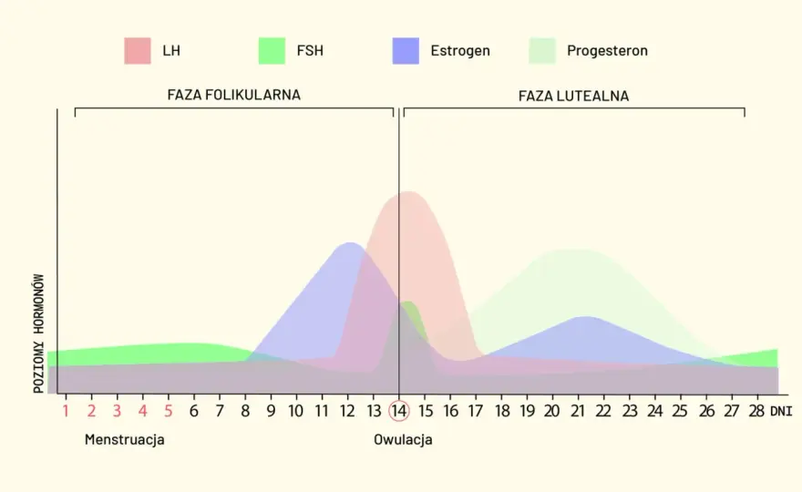 Cykl miesiączkowy - Fazy, hormony i objawy. Zrozum swoje ciało!