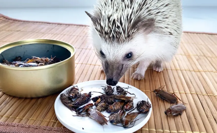 Czym karmić jeża? Dieta, błędy i bezpieczne dokarmianie!