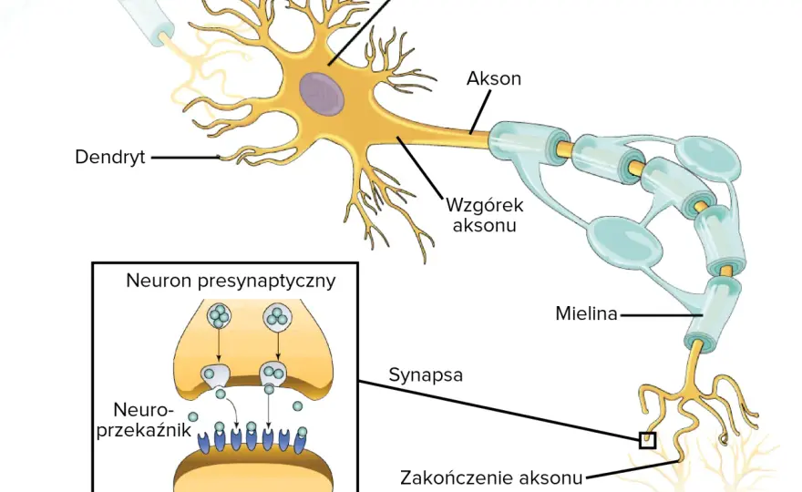 Neuron - Jak działa? Budowa i rola w układzie nerwowym