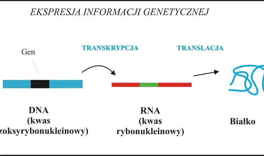Co to jest gen w biologii? Prosta definicja, funkcje i rola w dziedziczeniu