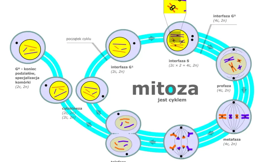 Mitoza - podział komórkowy, który buduje życie. Poznaj etapy!