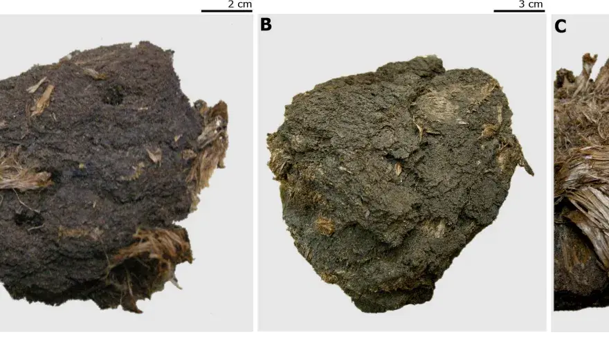 Jak powstają węgiel, ropa i gaz? Zrozum geologię złóż
