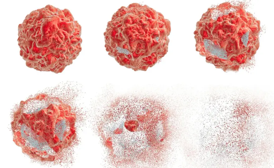 Apoptoza - Programowana Śmierć Komórki - Klucz do Zdrowia?