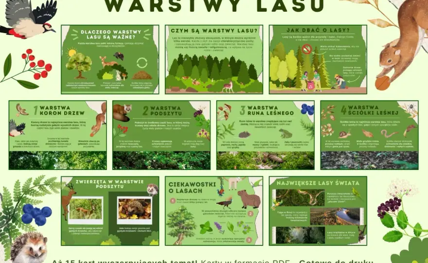 Warstwy lasu - Jak je rozpoznać i dlaczego są ważne?