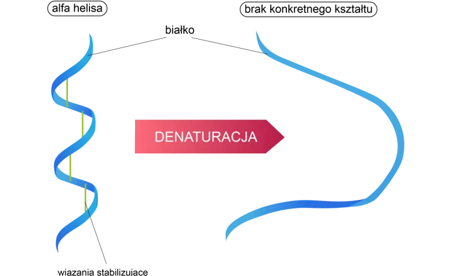 Denaturacja białek - Co musisz wiedzieć? Pełny przewodnik!