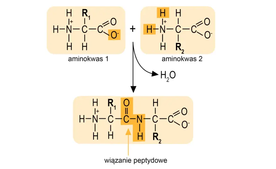 Wiązanie peptydowe - Klucz do zrozumienia białek i uniknięcia błędów
