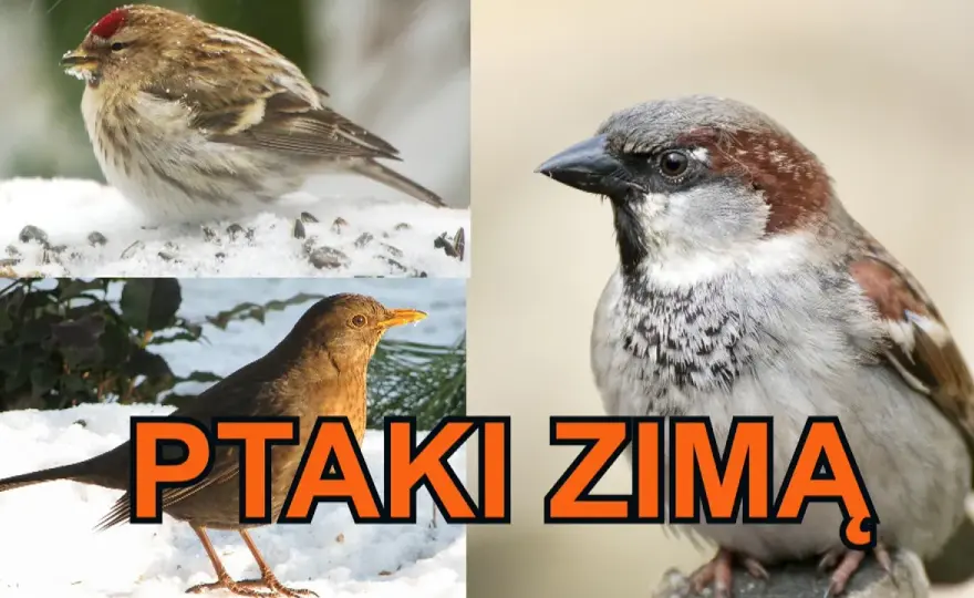 Ptaki które odlatują na zimę film edukacyjny - poznaj ich tajemnice