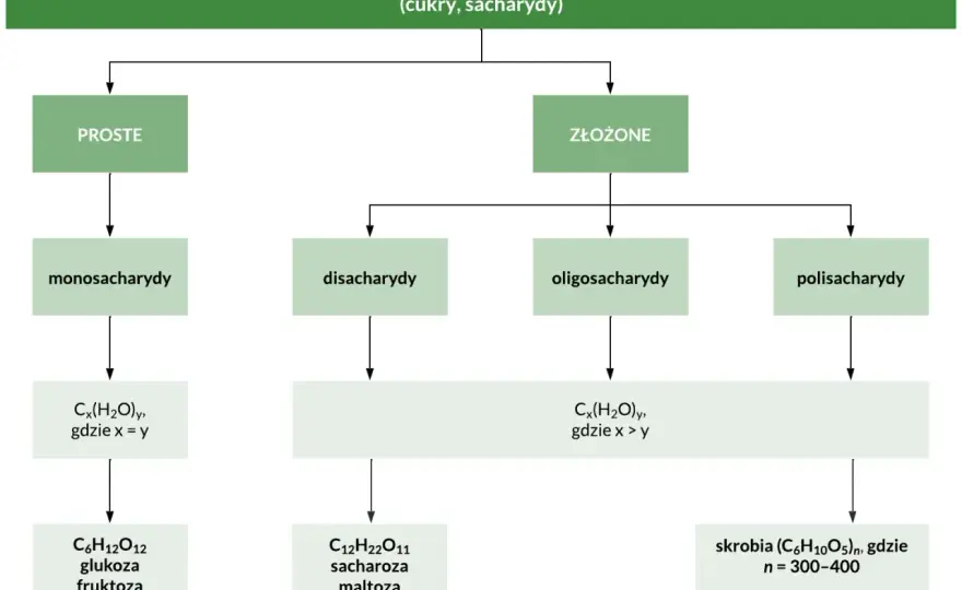 Sacharydy - jak je zrozumieć? Podział, właściwości, przykłady