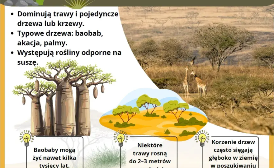 Sawanna - to nie tylko trawy. Poznaj mechanizm biomu