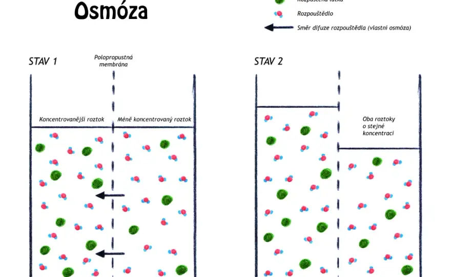 Co to jest osmoza w biologii? Proste wyjaśnienie i przykłady z życia