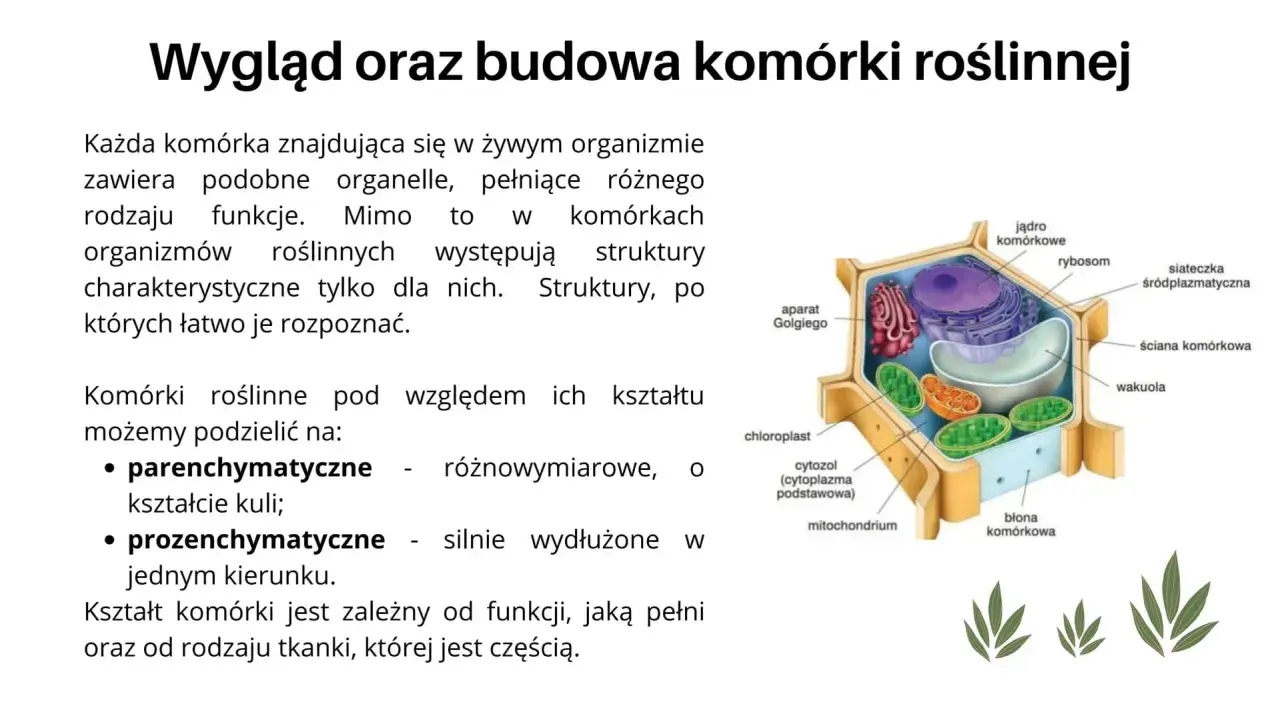 Schematyczny przekrój komórki roślinnej z widocznymi organellami: jądro, chloroplast, mitochondrium, wakuola, aparat Golgiego, siateczka śródplazmatyczna, rybosom, błona i ściana komórkowa.