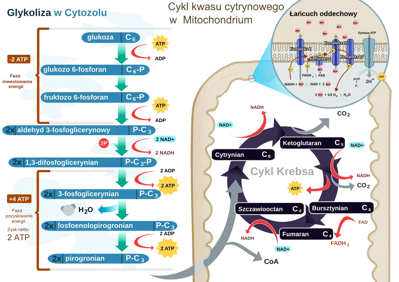 Schemat przedstawia glikolizę w cytoplazmie, cykl Krebsa i łańcuch oddechowy w mitochondriach. Glikoliza to pierwszy etap rozkładu glukozy.