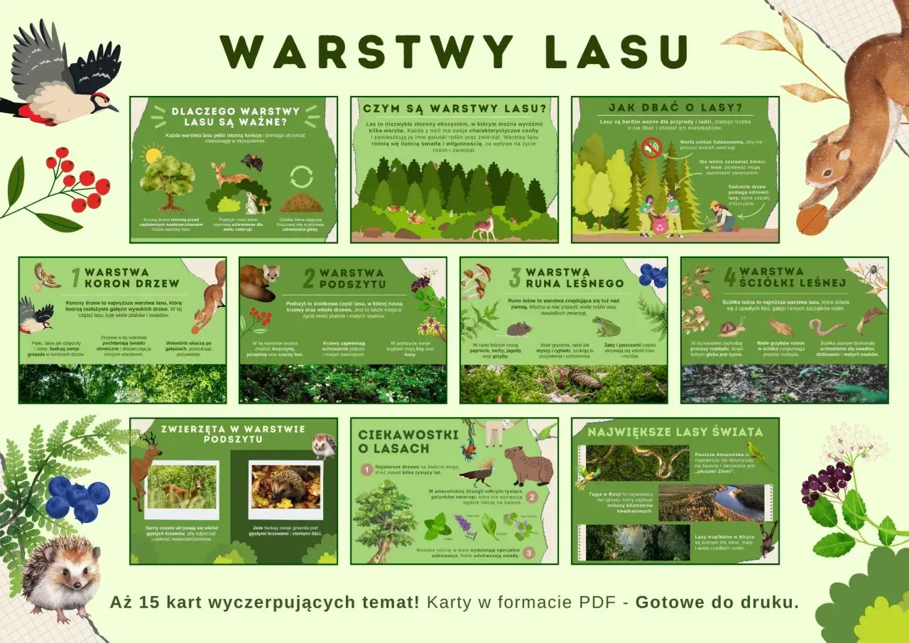Ilustracja przedstawia warstwy lasu: korony drzew, podszyt, runo leśne i ściółkę. Opisuje ich znaczenie dla zwierząt i roślin.