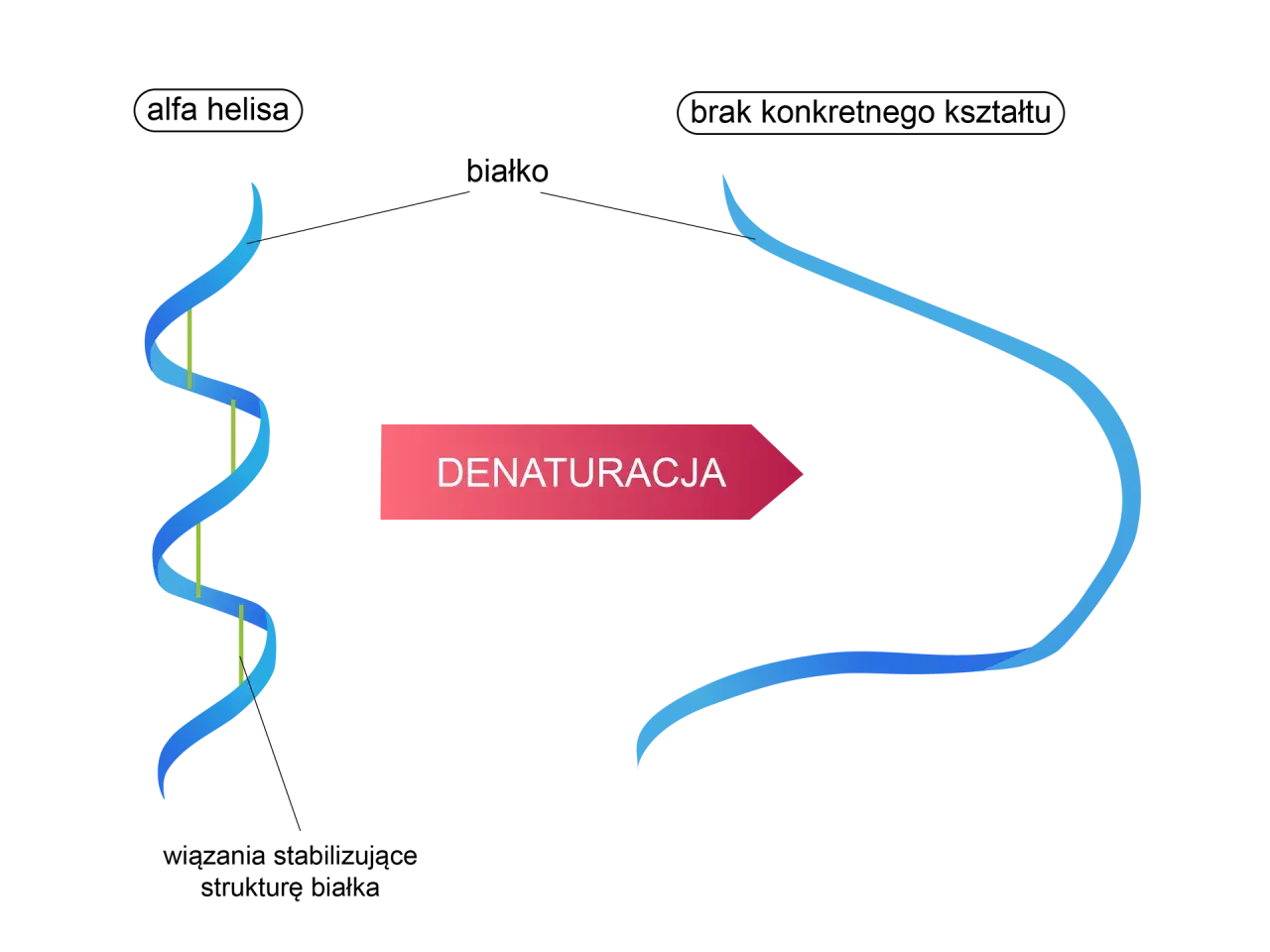 Schemat przedstawia denaturację DNA: podwójna helisa rozplata się, tworząc pojedyncze nici.