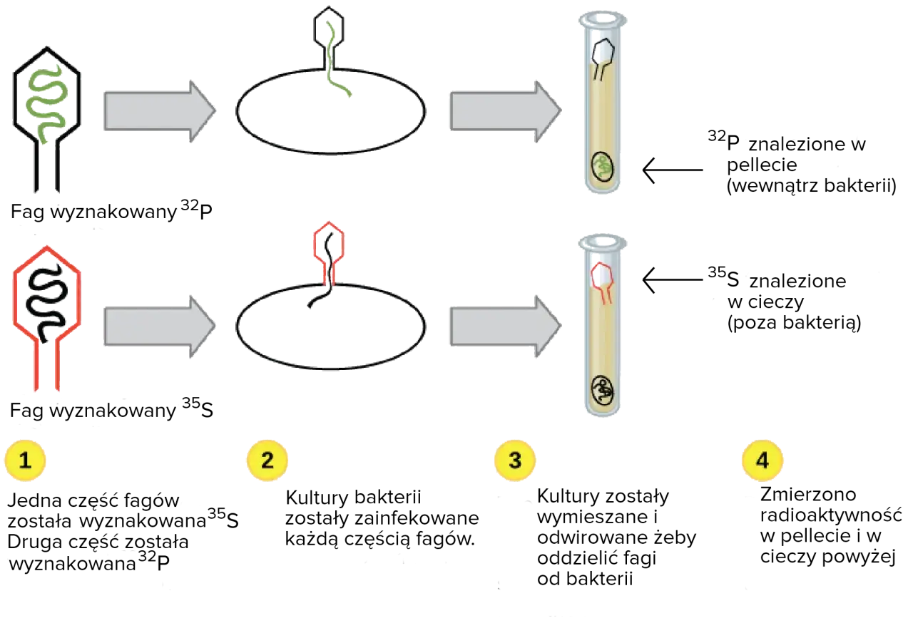 Eksperyment Hershey'ego-Chase'a: replikacja dna. Fag z ${ }^{32}$P infekuje bakterie, ${ }^{35}$S pozostaje na zewnątrz.