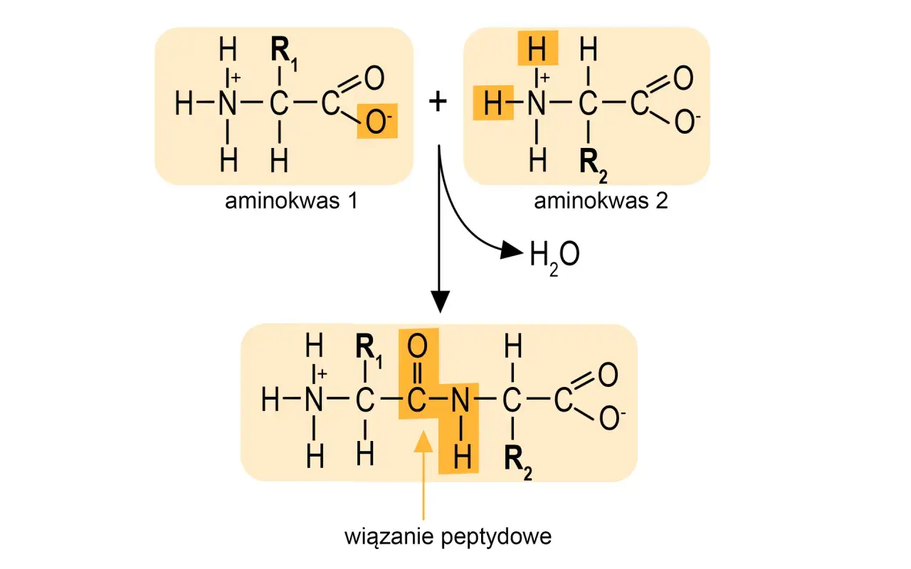 Dwa aminokwasy łączą się, tworząc wiązanie peptydowe i cząsteczkę wody.