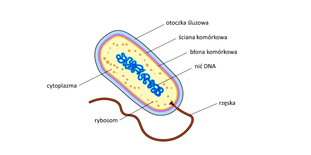 Schemat budowy bakterii: otoczka śluzowa, ściana komórkowa, błona komórkowa, nić DNA, rybosomy i rzęska. Wewnątrz znajduje się cytoplazma.