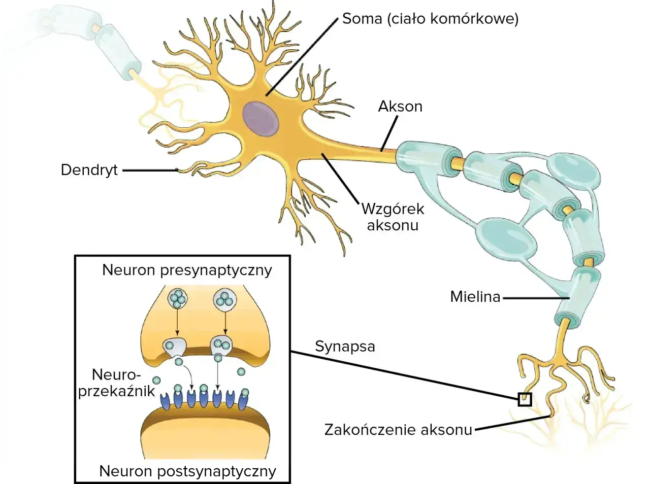 Schemat budowy neuronu: dendryty, soma, akson z osłonką mielinową, zakończenie aksonu i synapsa. Pokazuje przekazywanie sygnału.