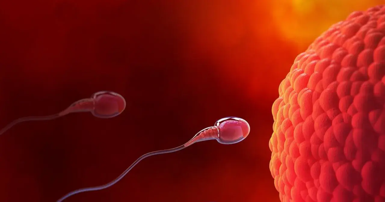 Spermatozoa zbliżają się do komórki jajowej, rozpoczynając proces zapłodnienia, który prowadzi do implantacji zarodka.