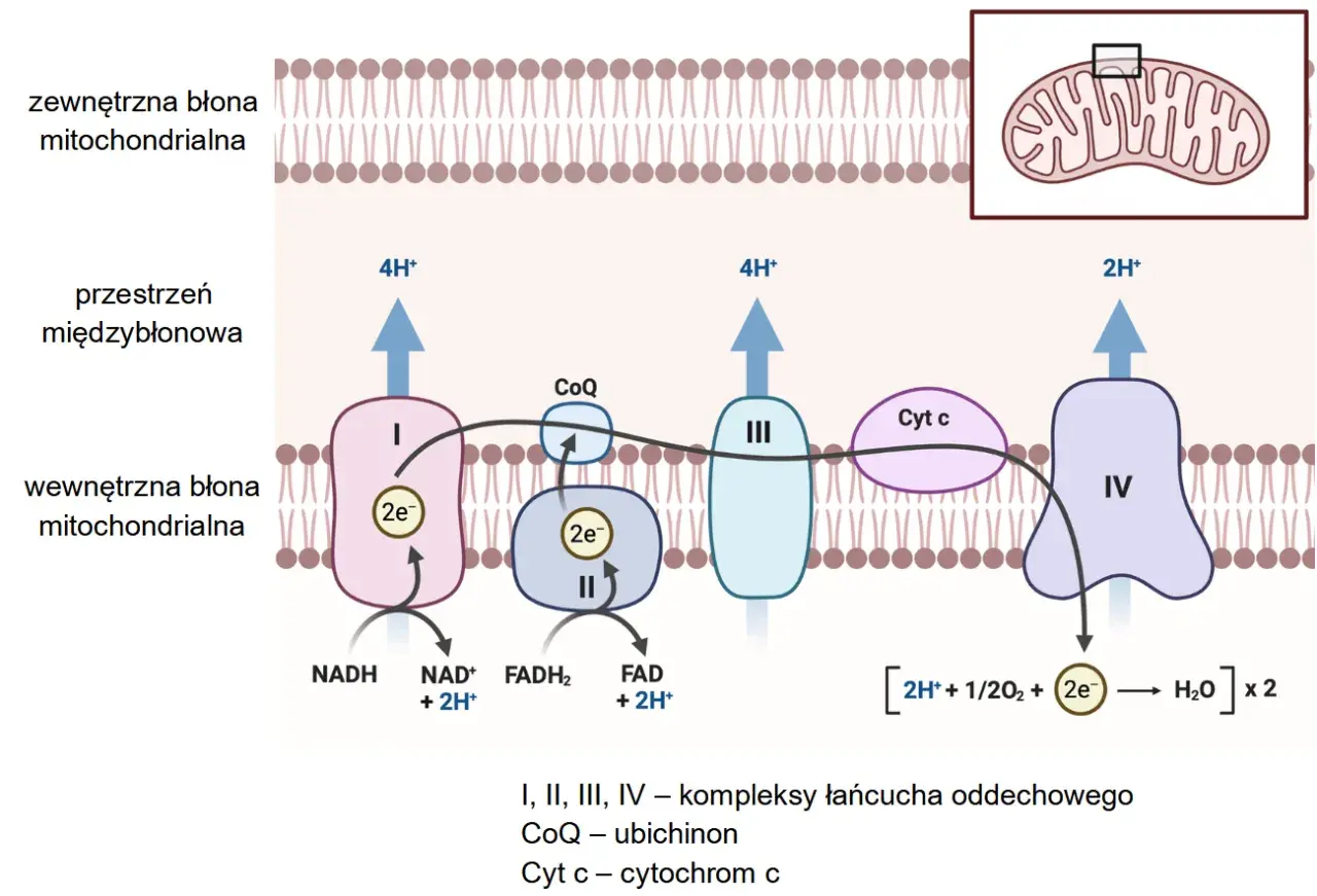 Schemat przedstawia łańcuch oddechowy w mitochondrium, kluczowy dla oddychania tlenowego. Elektrony przepływają przez kompleksy I-IV, pompując protony i tworząc wodę.