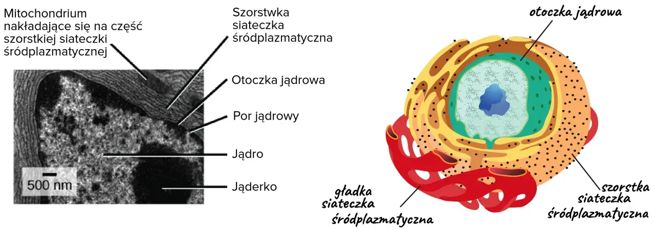 Szorstka siateczka śródplazmatyczna z rybosomami otacza jądro komórkowe, obok mitochondrium.