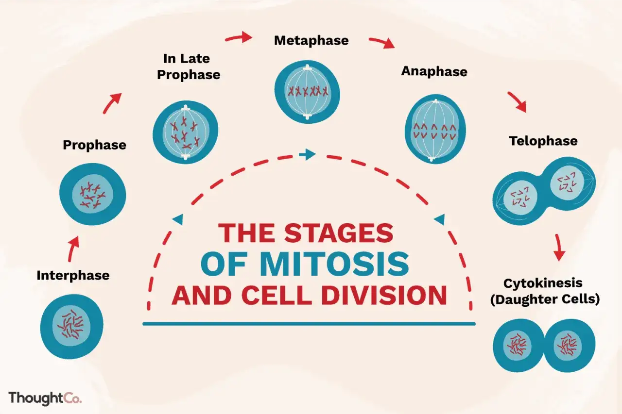 Cykl mitozy: Interfaza, Profaza, Metafaza, Anafaza, Telofaza i Cytokineza. Schemat przedstawia etapy podziału komórki.