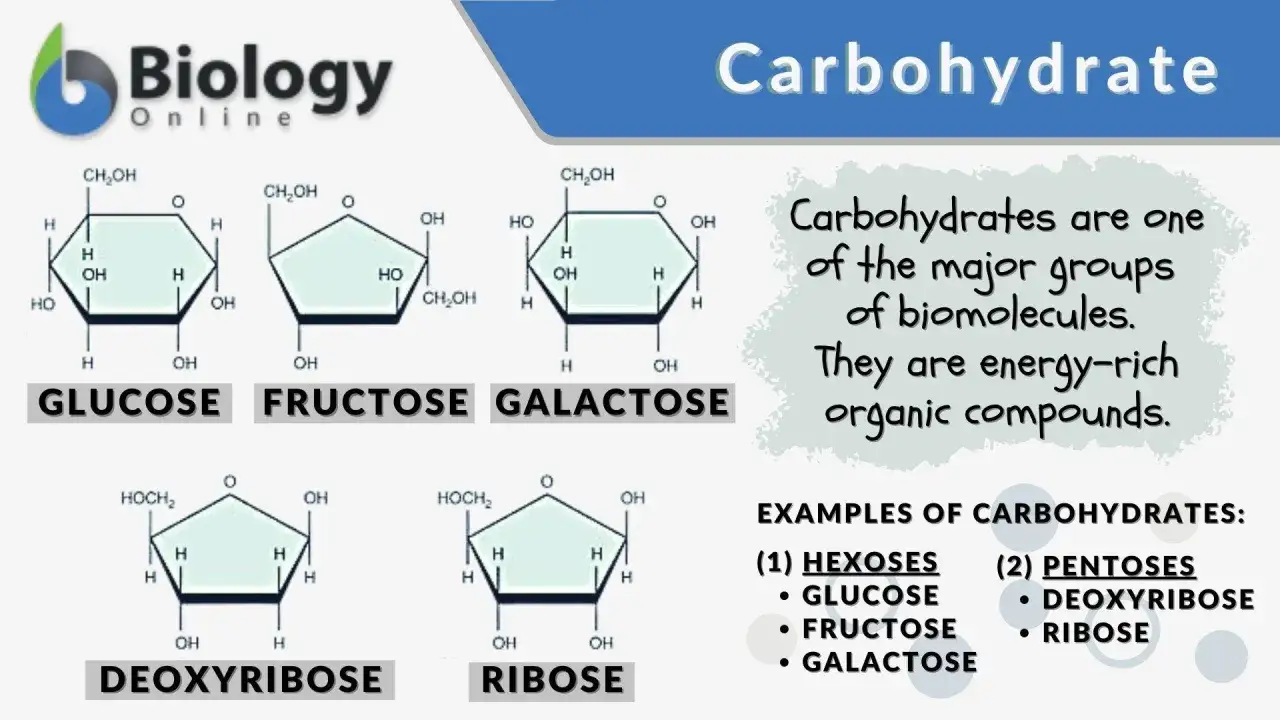 Struktury glukozy, fruktozy, galaktozy, deoksyrybozy i rybozy – przykłady sacharydów, kluczowych biomolekuł.