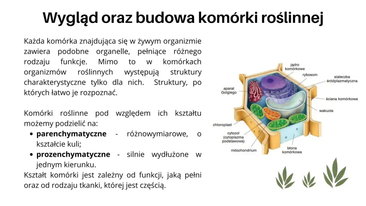 Schematyczny przekrój komórki roślinnej z widocznymi organellami: jądro, mitochondria, chloroplasty, aparat Golgiego, wakuola, siateczka śródplazmatyczna, rybosomy, błona i ściana komórkowa.