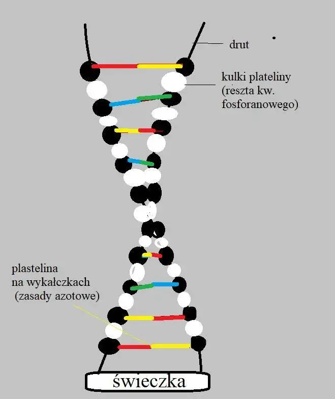 Zdjęcie Jak zrobić DNA na biologię – prosty poradnik krok po kroku dla uczniów