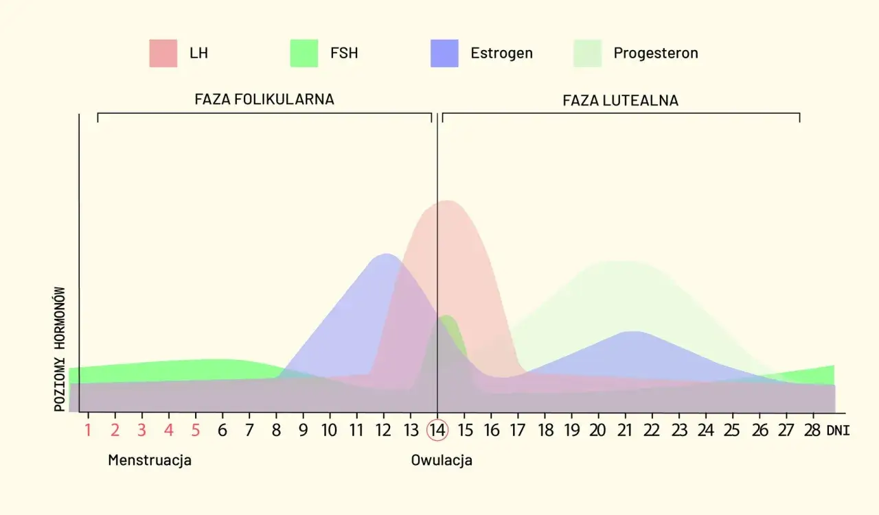 Wykres przedstawia fazy cyklu miesiączkowego i poziomy hormonów: LH, FSH, estrogenu i progesteronu.