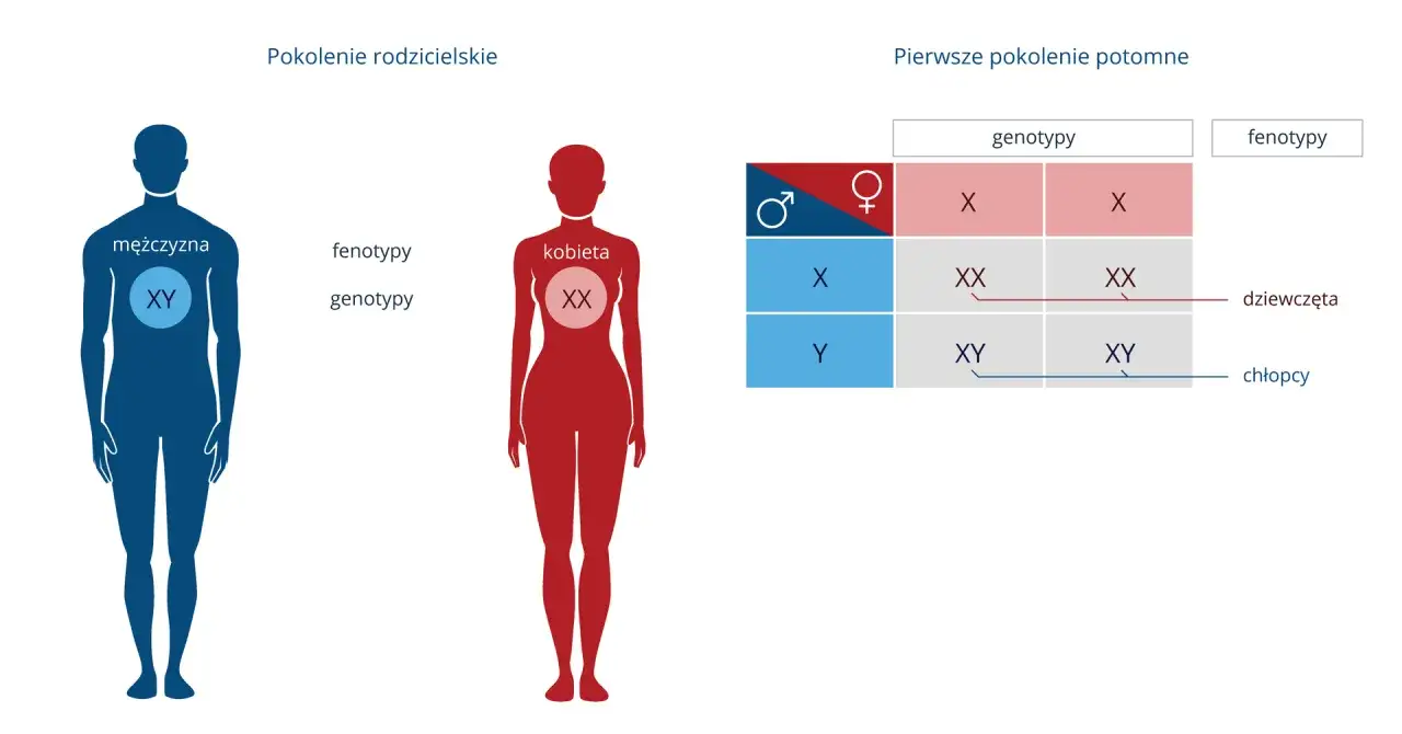 Genotyp XY u mężczyzny i XX u kobiety decyduje o płci potomstwa. Diagram pokazuje krzyżówkę genetyczną.