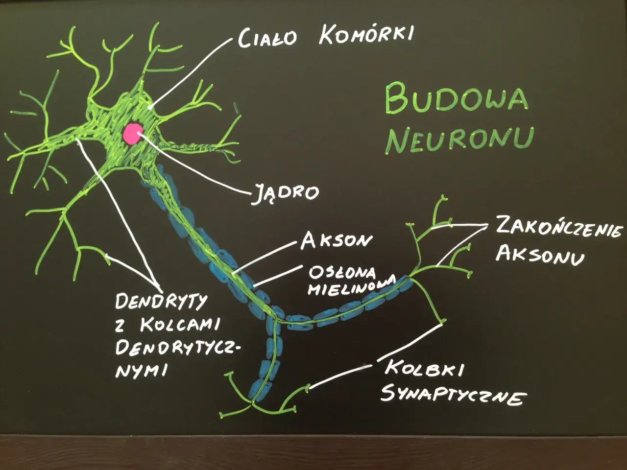Schemat budowy neuronu: ciało komórki z jądrem, dendryty, akson z osłonką mielinową, zakończenie aksonu i kolbki synaptyczne.