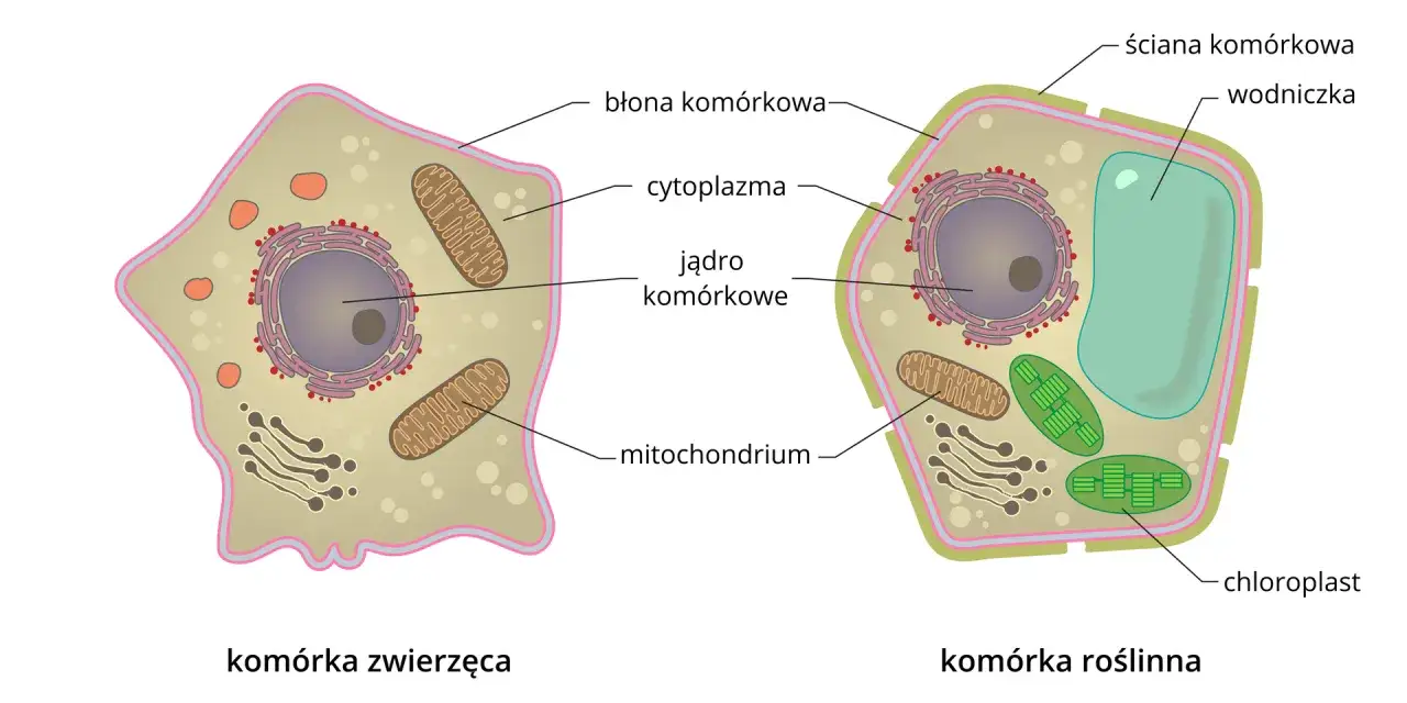 Porównanie komórki zwierzęcej i roślinnej. Komórka roślinna ma ścianę komórkową, wodniczkę i chloroplasty, których brakuje w komórce zwierzęcej.