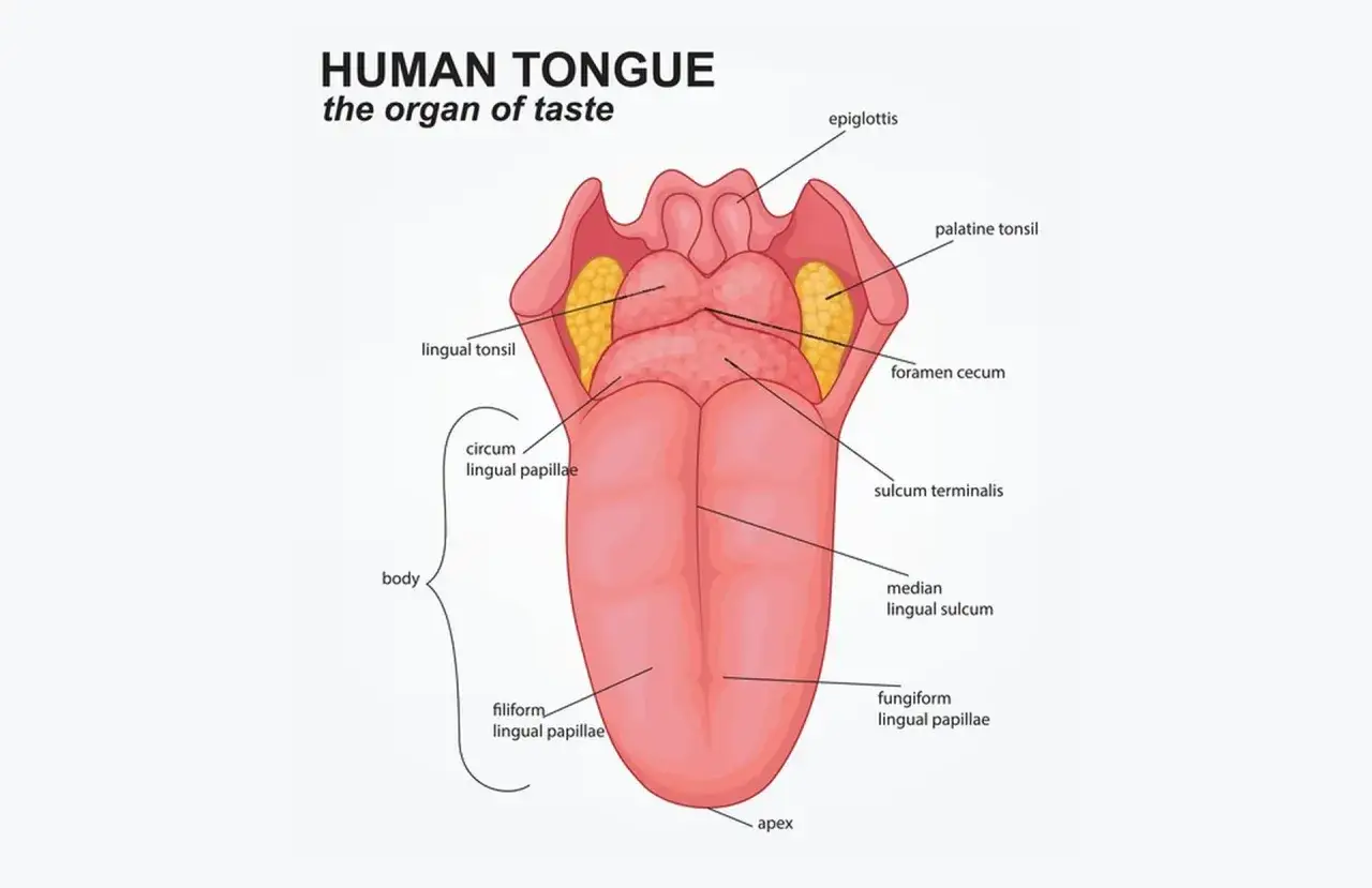 Anatomia ludzkiego języka, organu smaku, z zaznaczonymi częściami: ciało, czubek, migdałki językowe, brodawki i nagłośnia.