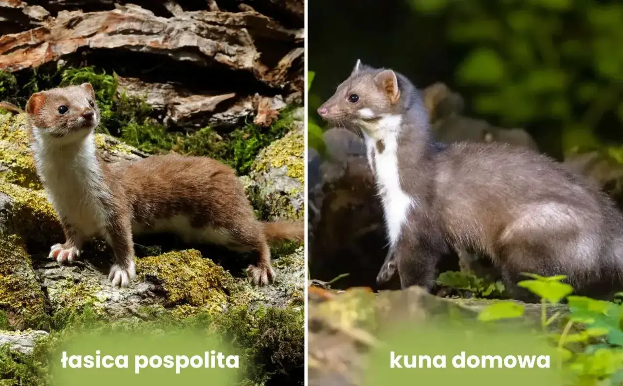 Dwie kuny: po lewej mała łasica, po prawej ciemniejsza kuna domowa z białym śliniakiem.