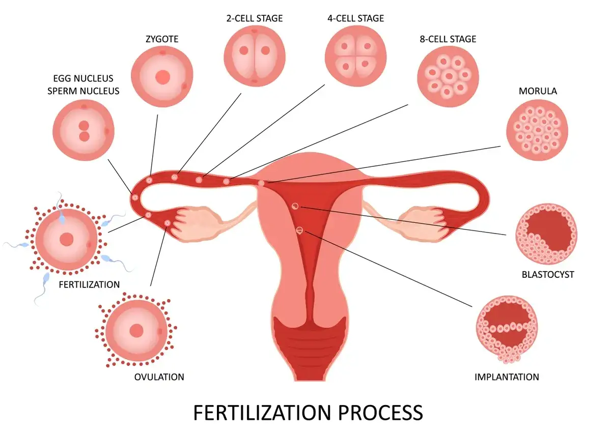 Ilustracja pokazuje, kiedy dochodzi do zapłodnienia: od owulacji, przez zapłodnienie, zygote, kolejne podziały komórkowe, aż do implantacji w macicy.