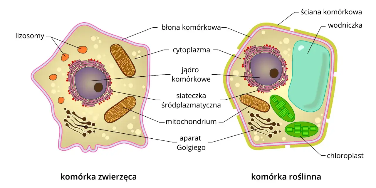 Schemat komórki zwierzęcej i roślinnej. W obu widoczny cytozol, jądro, mitochondria, siateczka śródplazmatyczna i aparat Golgiego. Komórka roślinna ma dodatkowo ścianę komórkową, wodniczkę i chloroplasty.